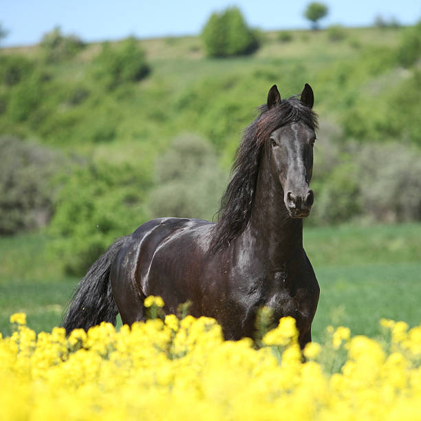 Amazing friesian horse running in colza field stock photo