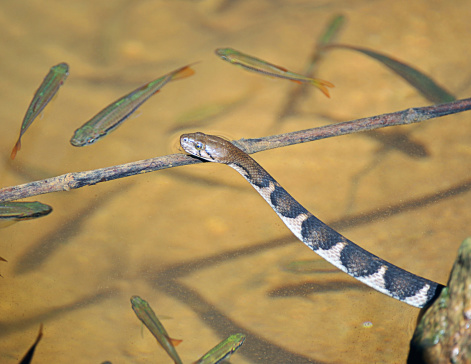 A Water snake eyes up its prey in a jungle stream, Sinharaja tropical rainforest, Sri Lanka in November