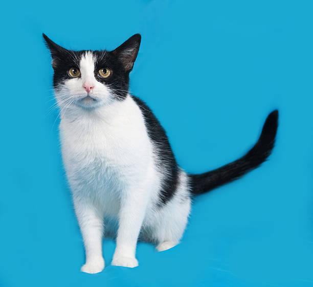 istock White and black cat sittng on blue 485658290