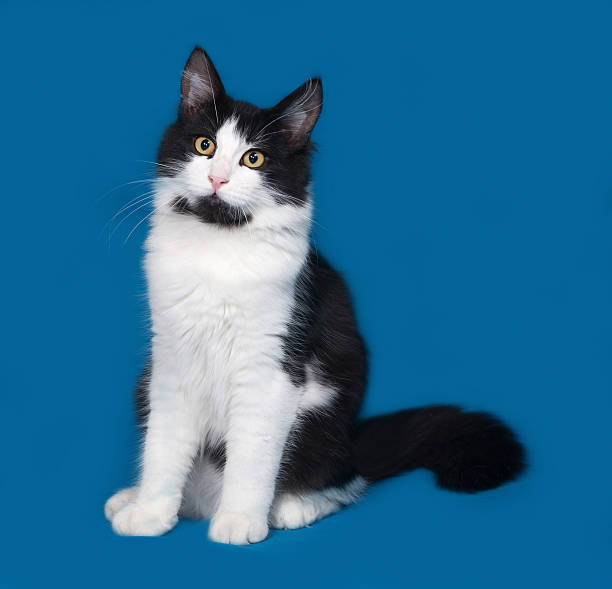 istock Fluffy black and white cat sitting on blue 485658300