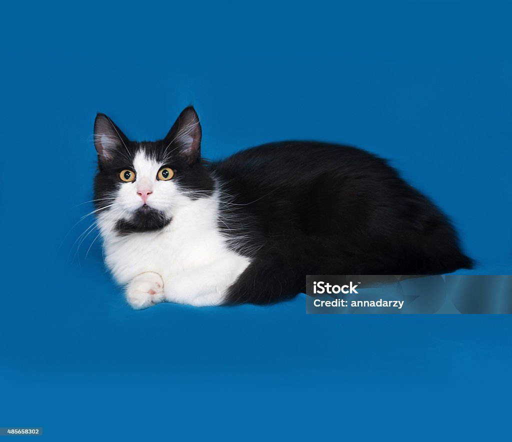 Kucing Hitam Dan Putih Berbulu Terletak Di Biru Foto Stok - Unduh