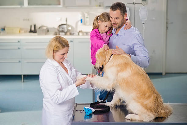 istock Veterinarian Examining A Family Dog 485658321