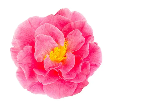 Photo of Pink camellia on white