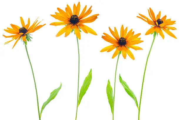 four flower yellow coneflower is isolated on white background