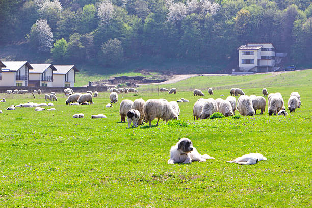 istock Sheepdog laying near sheeps on field 485658557