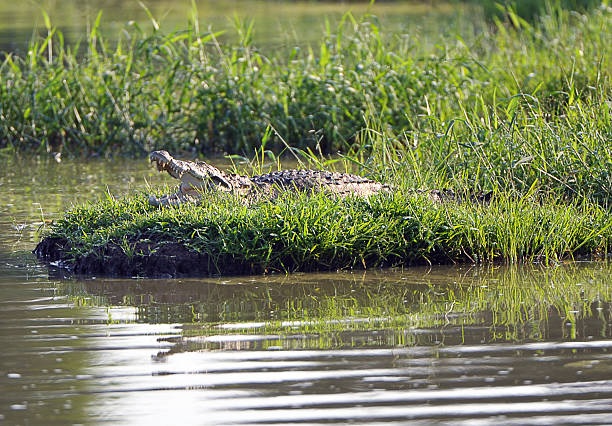 istock Crocodile, Sri Lanka 485658567