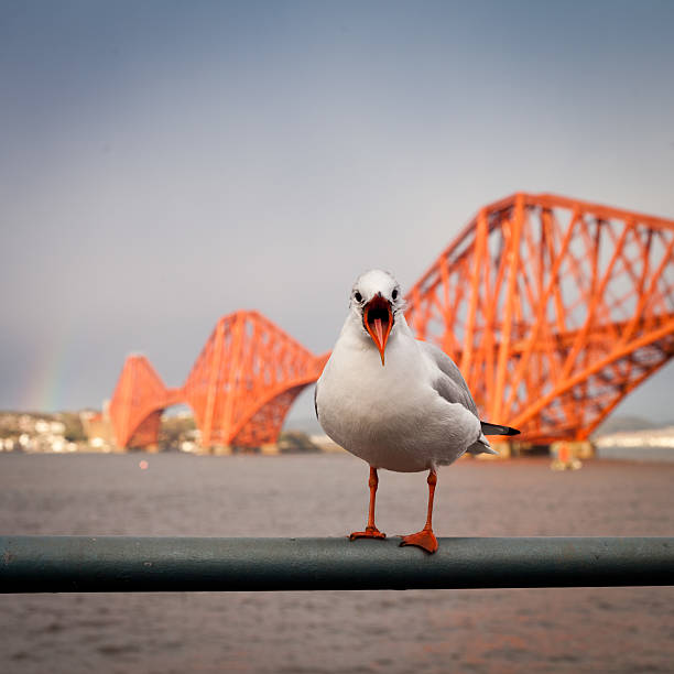 istock Firth of Forth Rail Bridge with seagul 485661982