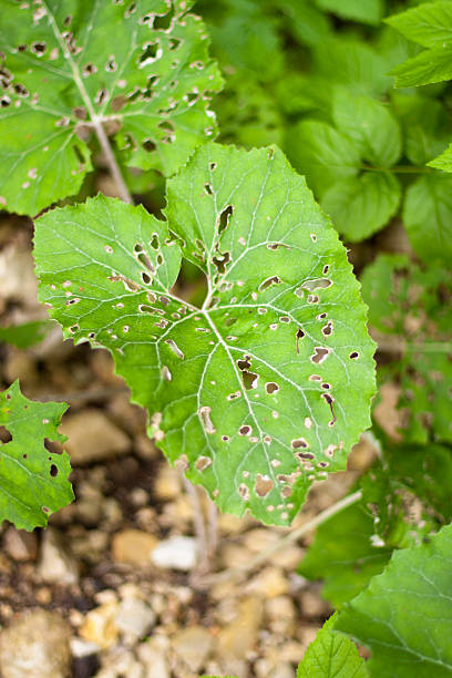 istock leaves full of holes 485662244