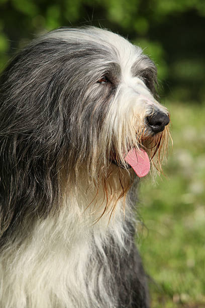 istock Bearded kollie in the garden 485663670