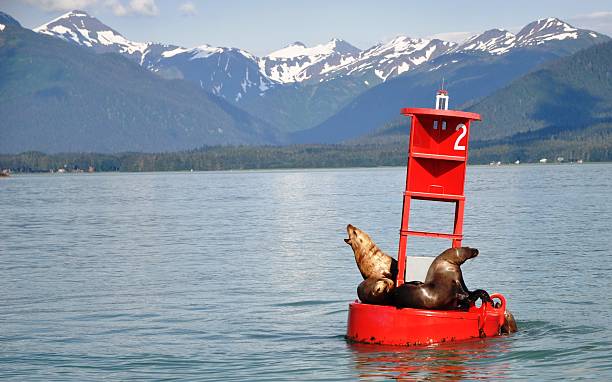 Seal Barks at the World