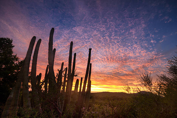 hermosa puesta de sol con cactus saguaro en el desierto de sonora - cactus blooming southwest usa flower head fotografías e imágenes de stock