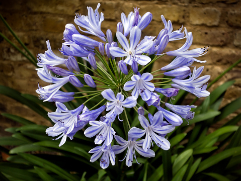 A purple agapanthus flower head in a sunny flowerbed, in front of a brick wall.