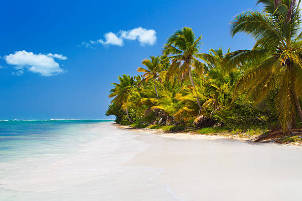 istock Tropical beach in Dominican Republic 485668120