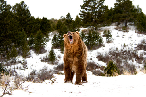 Growling Grizzly on snow covered hill
