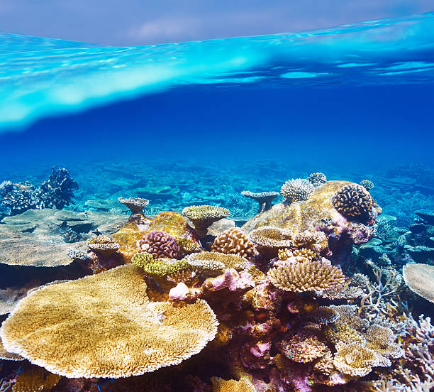 istock Coral reef at Maldives 485669941