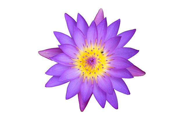 istock blooming water lily or lotus flower isolated on white 485670802