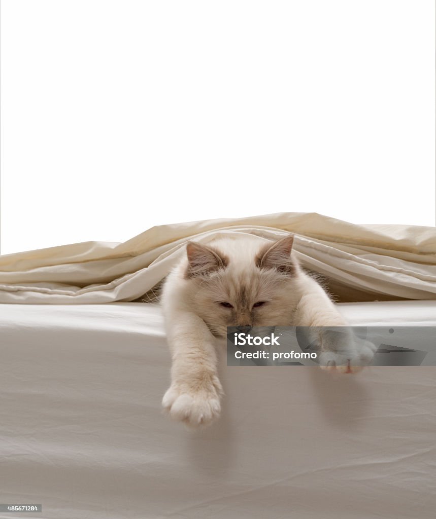 Pure white cat 2015 Stock Photo
