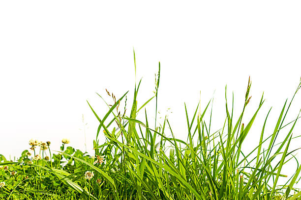 芝生、クローバー白で分離 - 草地 ストックフォトと画像