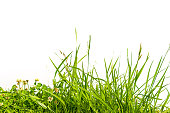 grass and clover isolated on white