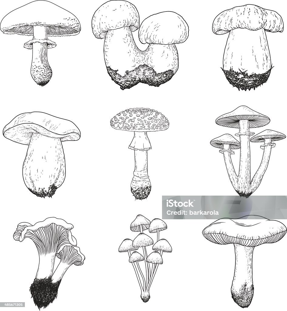 Set di vettore disegnato a mano vintage funghi - arte vettoriale royalty-free di Cibo