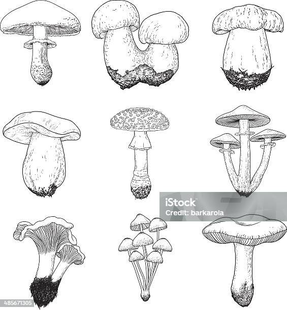Set Di Vettore Disegnato A Mano Vintage Funghi - Immagini vettoriali stock e altre immagini di Cibo - Cibo, Cibo biologico, Collezione