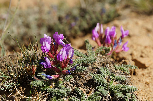 istock Spring flower on a barren hillside,Ladakh, India. 485671502