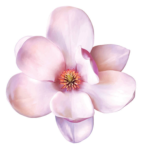 ilustrações, clipart, desenhos animados e ícones de bela flor de magnólia. vetor - magnolia white pink blossom