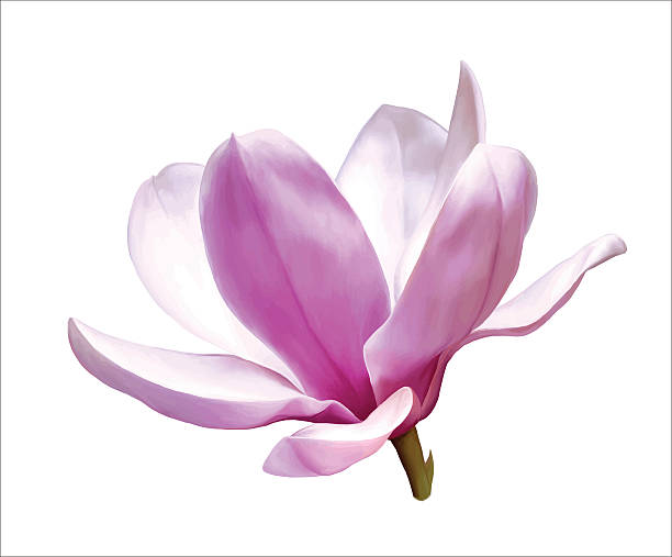 ilustraciones, imágenes clip art, dibujos animados e iconos de stock de hermosa flor de magnolia. vector de - magnolia white single flower flower