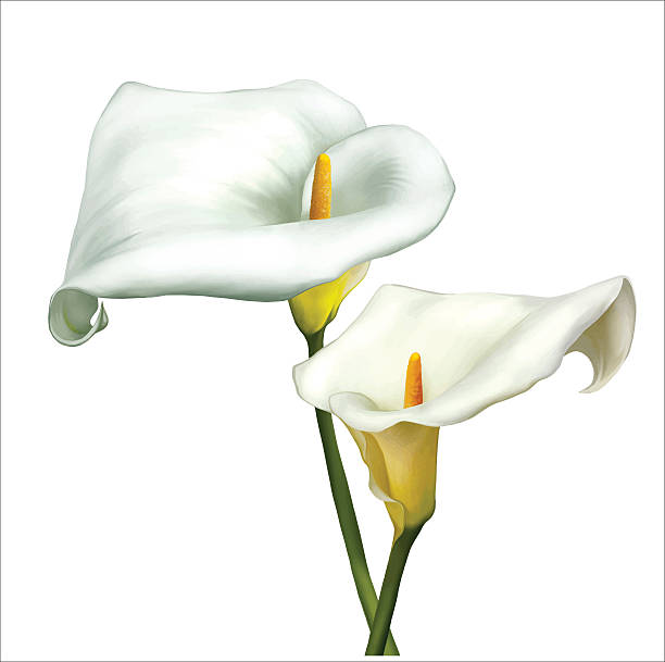 ilustraciones, imágenes clip art, dibujos animados e iconos de stock de blanco cala flores. vector de - calla lily lily single flower white