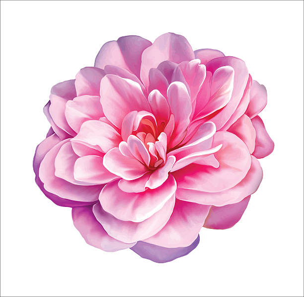 ilustraciones, imágenes clip art, dibujos animados e iconos de stock de rosa flores rosas camellia. vector de - summer flower head macro backgrounds