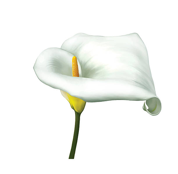 White Calla Lily Flower. Vector White calla lily flower isolated on a white background. Vector long stamened stock illustrations