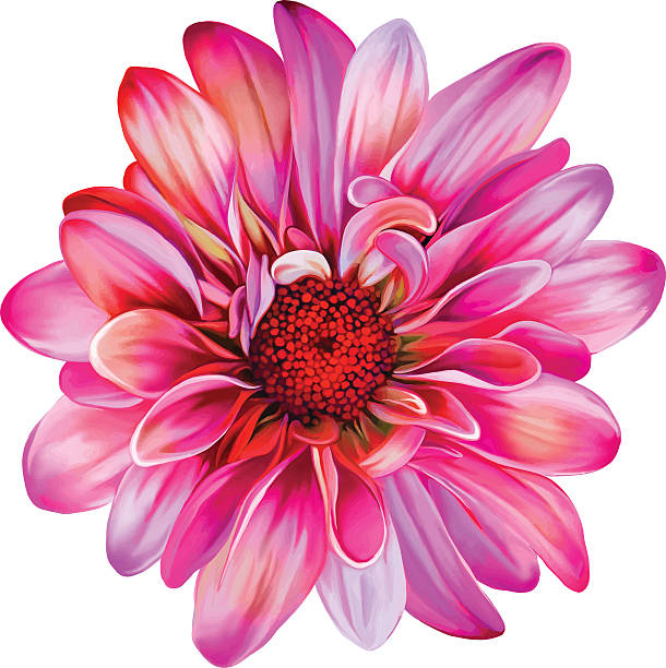 illustrations, cliparts, dessins animés et icônes de fleurs de chrysanthème rose. vecteur - flower head sunflower chrysanthemum single flower