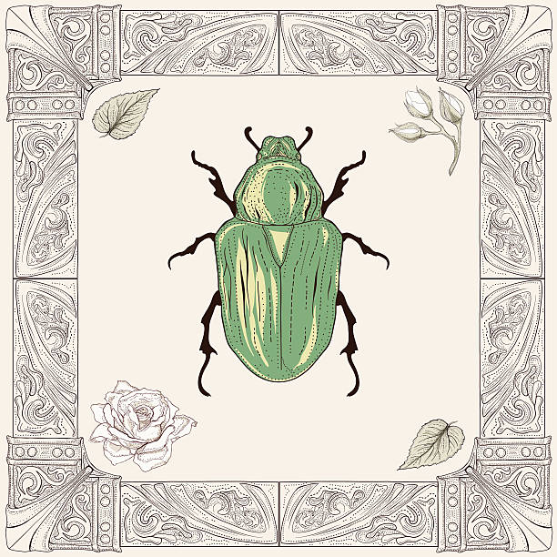 chafer beetle drawing hand drawing rose chafer buds and leaves with decorative frame vintage engraving style rose chafer cetonia aurata stock illustrations