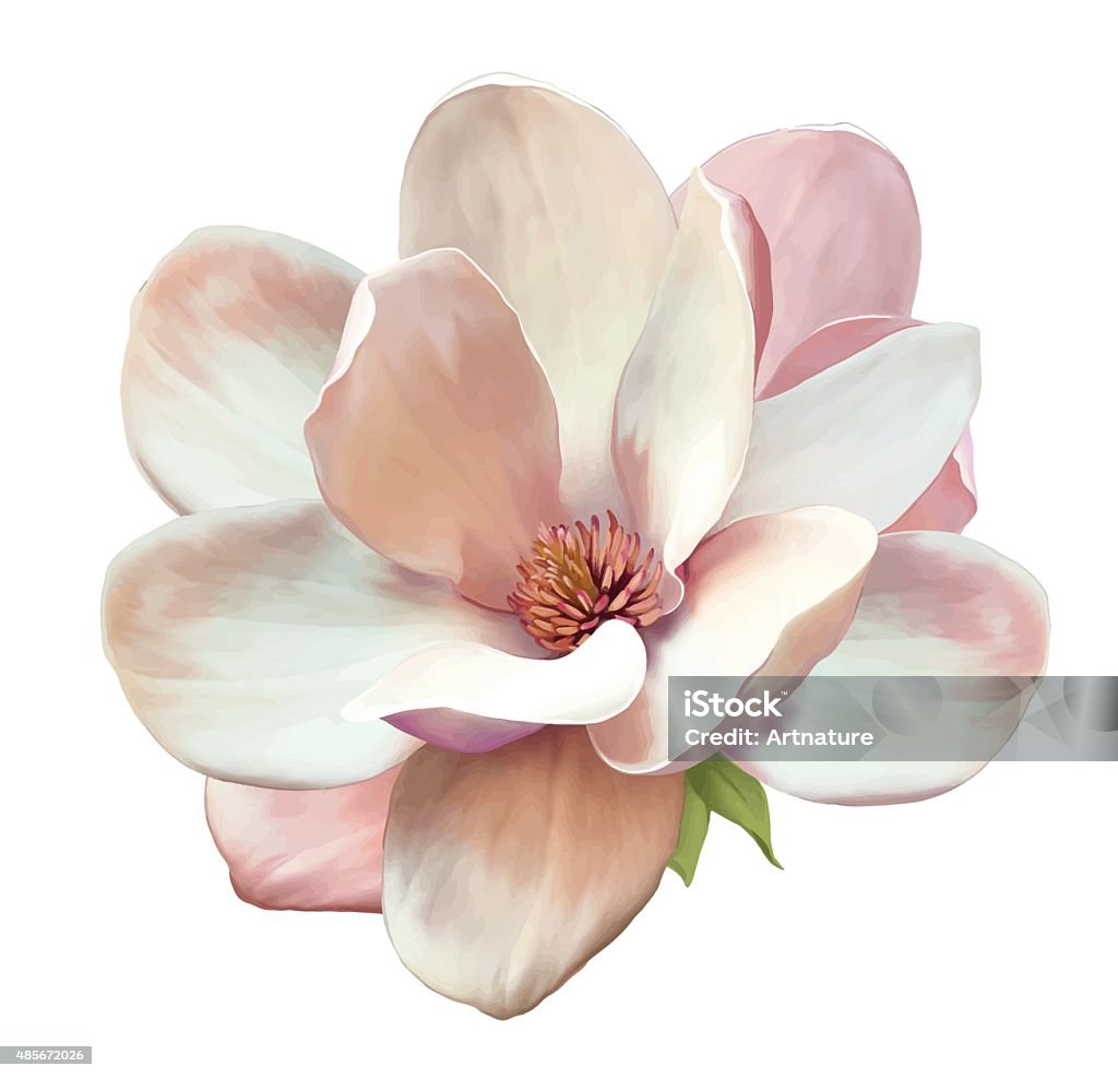 Belle fleur de Magnolia. Vecteur - clipart vectoriel de Fleur - Flore libre de droits