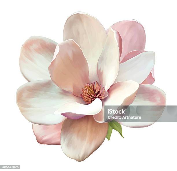 Belle Fleur De Magnolia Vecteur Vecteurs libres de droits et plus d'images vectorielles de Fleur - Flore - Fleur - Flore, Magnolia, Blanc