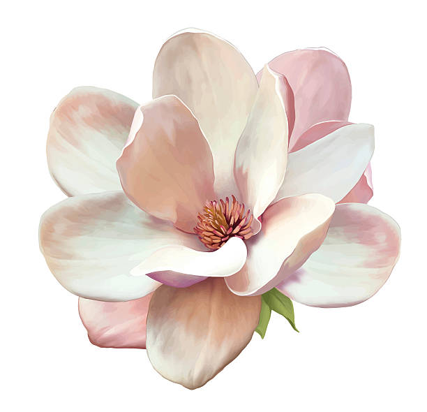 illustrazioni stock, clip art, cartoni animati e icone di tendenza di bella magnolia fiore. vettoriale - magnolia