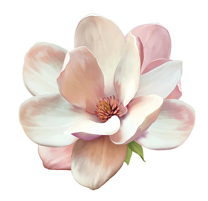 Vector Illustration of a magnolia flower isolated on white background