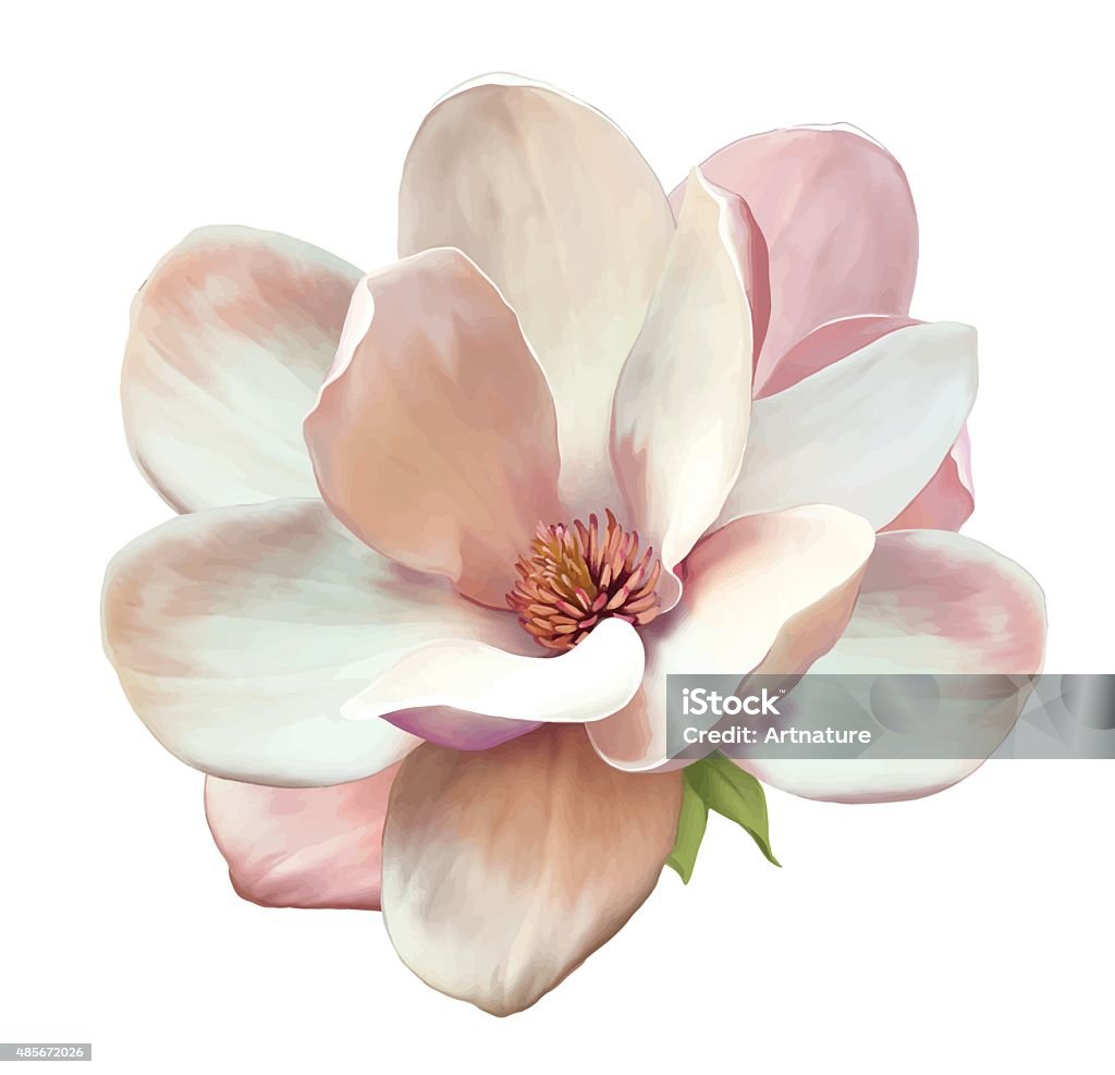 Beautiful Magnolia flower. Vector Vector Illustration of a magnolia flower isolated on white background Flower stock vector