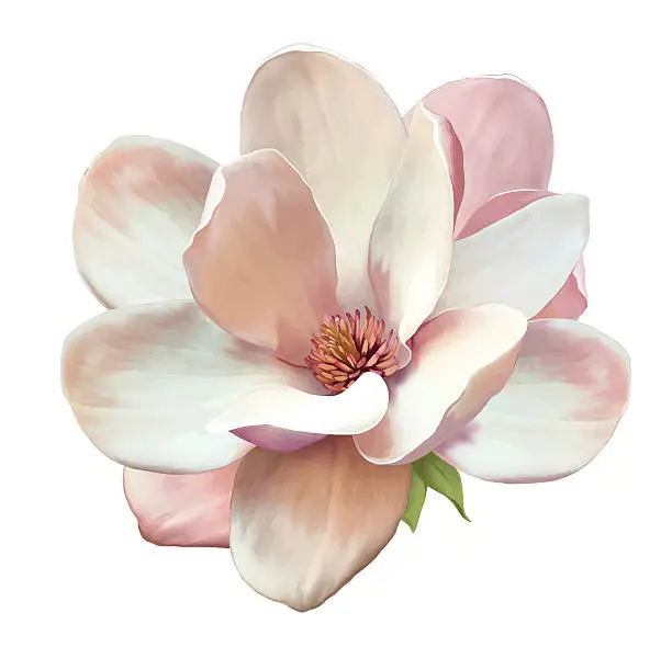 Vector illustration of Beautiful Magnolia flower. Vector