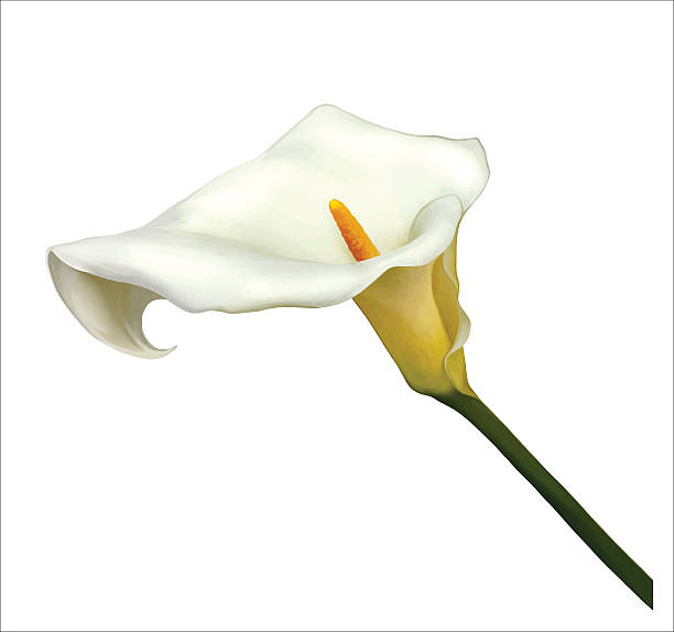 ilustraciones, imágenes clip art, dibujos animados e iconos de stock de cala flor blanca. vector de - calla lily lily single flower white