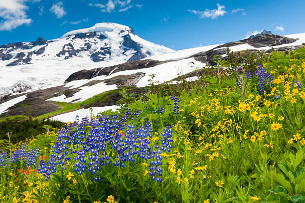 ベイカー山の花 - north cascades national park ストックフォトと画像