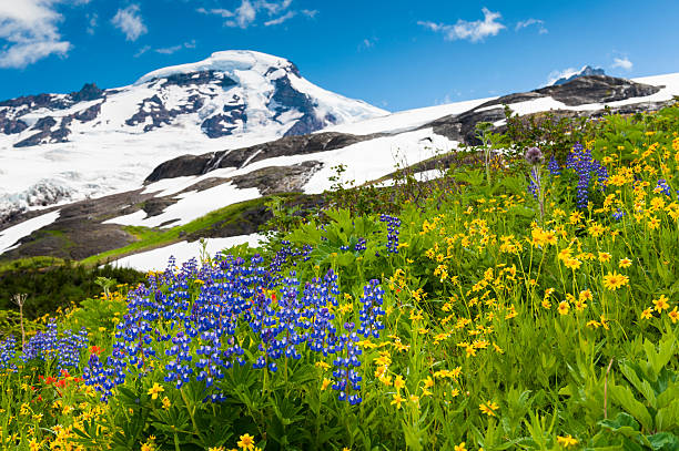 Mt. Baker Wildflowers stock photo