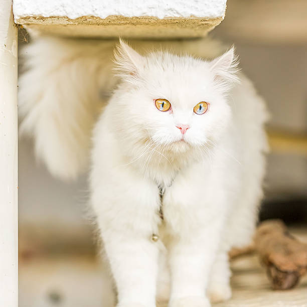 istock unique double color eye White cat - secret place 485672953