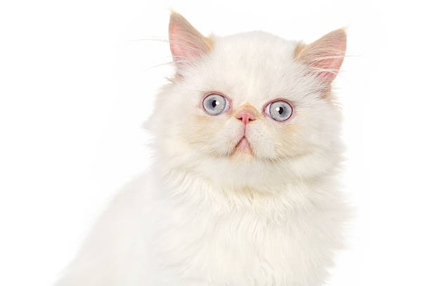 istock Close-up of Persian cat 485673098