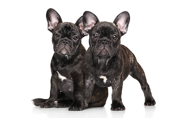 istock Young French bulldog on white background 485673374