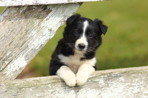 A beautiful black and white Border Collie puppy rests his paws on a rustic wooden fence with peeling white paint.