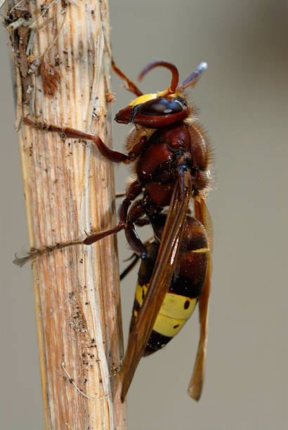 A Paper wasps, (ropalidia stigma)  on a leaf, in its natural environment in the jungle of Sidemen, Indonesia.