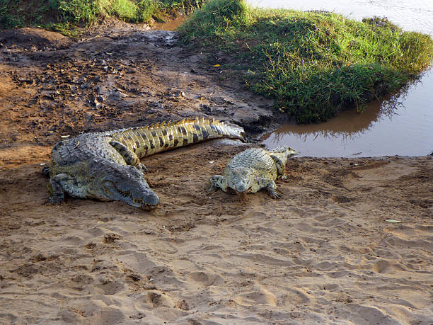 istock Couple of crocodiles 485674003