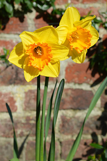 istock Narcissus Gold Medal 485674751