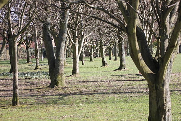 vous ne pouvez pas voir bois pour les arbres - cant see the wood for the trees photos et images de collection